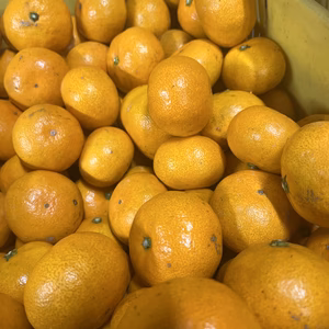 さらに味の濃い小さめ早生ミカン