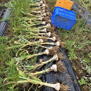 数量限定「農薬不使用　ホワイトニンニク」4玉入り