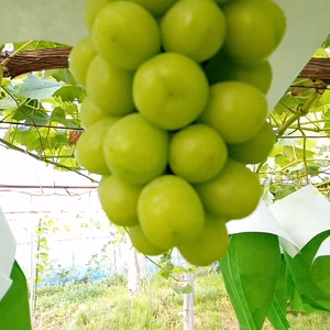 10/16で終了！山形県高畠町産シャインマスカット2房