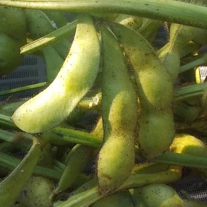 (今が旬)プリプリの黒枝豆おいしい1.5~2kg和歌山産