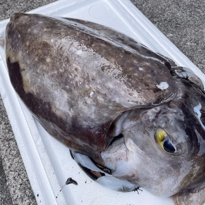 【魚突き】コブシメイカ5.7kg
