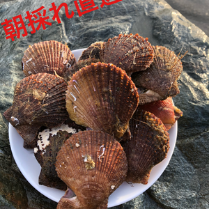 絶品‼︎朝採れ直送‼︎　南三陸志津川産　赤皿貝 1kg（15〜20枚）　　