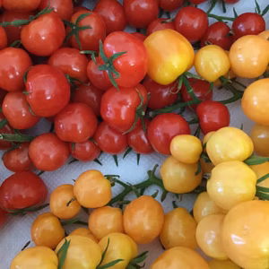 完熟ひめトマ(ミニトマト)　皮が薄く、あま～いミニトマト　さくらんぼのような光沢