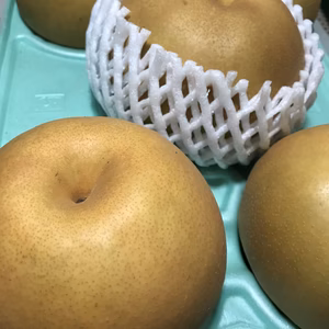 まつどの梨　新高梨　3キロ箱に5個入り　シャキシャキ感と溢れる果汁！