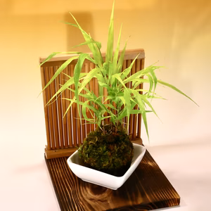 苔玉　風知草(衝立付き)