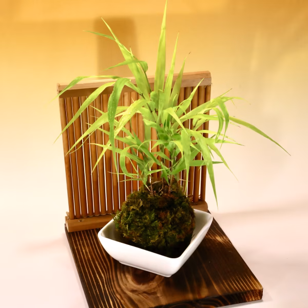 苔玉　風知草(衝立付き)