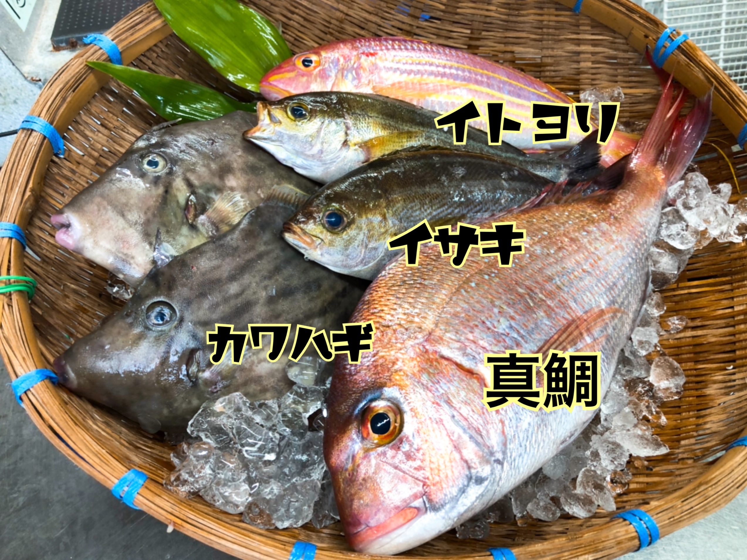 天然真鯛と鮮魚のbox 中 農家漁師から産地直送の通販 ポケットマルシェ