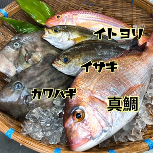 天然真鯛と鮮魚のBOX（中）
