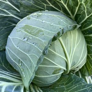 噛めば噛むほど甘味が滲み出る‼︎あまだまキャベツ