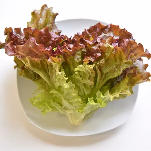 和らぎ農法　サニーレタス（1～2玉）