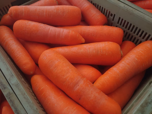 【冬のにんじん】クリスティーヌ【サイズいろいろ】