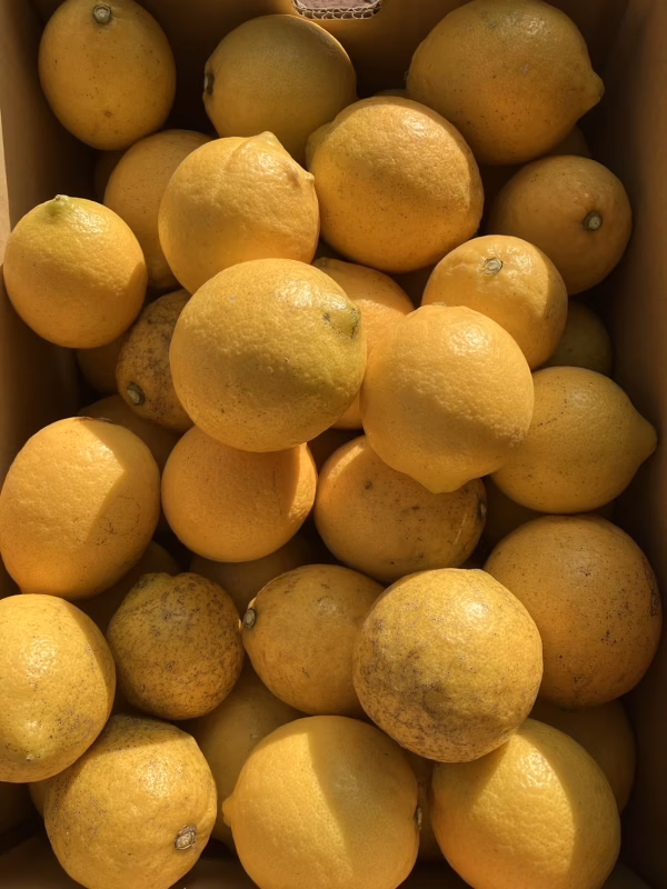 最終限定1箱【無農薬•家庭用】広島県産•皮まで安心して食べれるレモン
