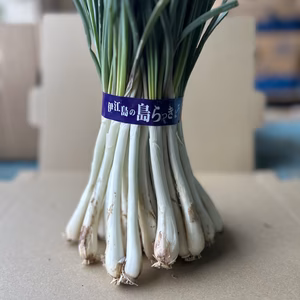 沖縄 伊江島特産 軟白島らっきょう 1.5kg