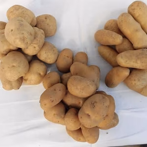 中銀ひらおか農園（北海道産）　秋の恵み　じゃがいも(馬鈴薯）詰合せ