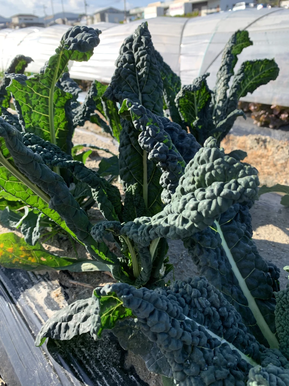 淡路島からの野菜4種❣️お任せセット(^-^)v❣️