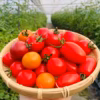【5キロ】ミックスフルーツトマト٩( ᐛ )و