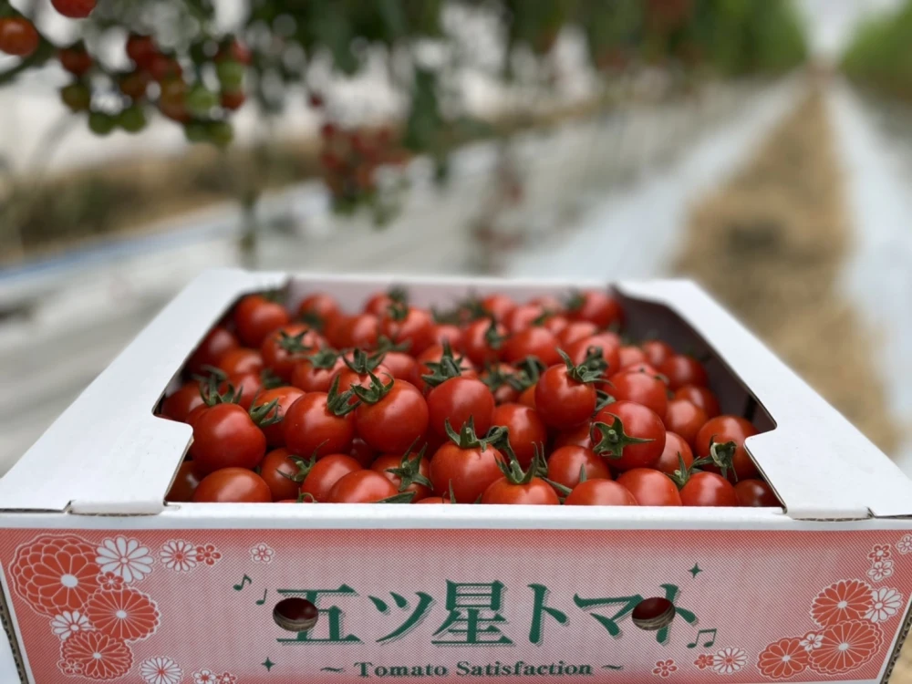 完熟ミニトマト　笑顔と健康をお届けします!