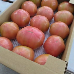 ❤️訳あり❤️【100%純トマト】4キロ箱　桃太郎