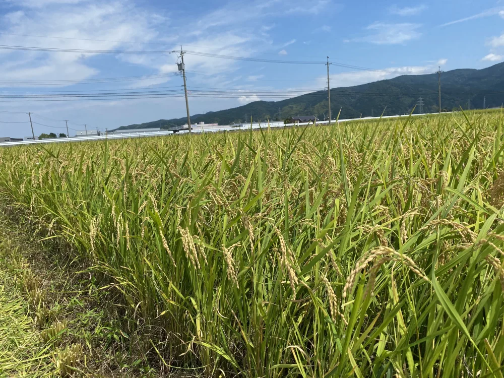 令和5年産 新米 2〜5kg コシヒカリ 『自然の恵』特別栽培米