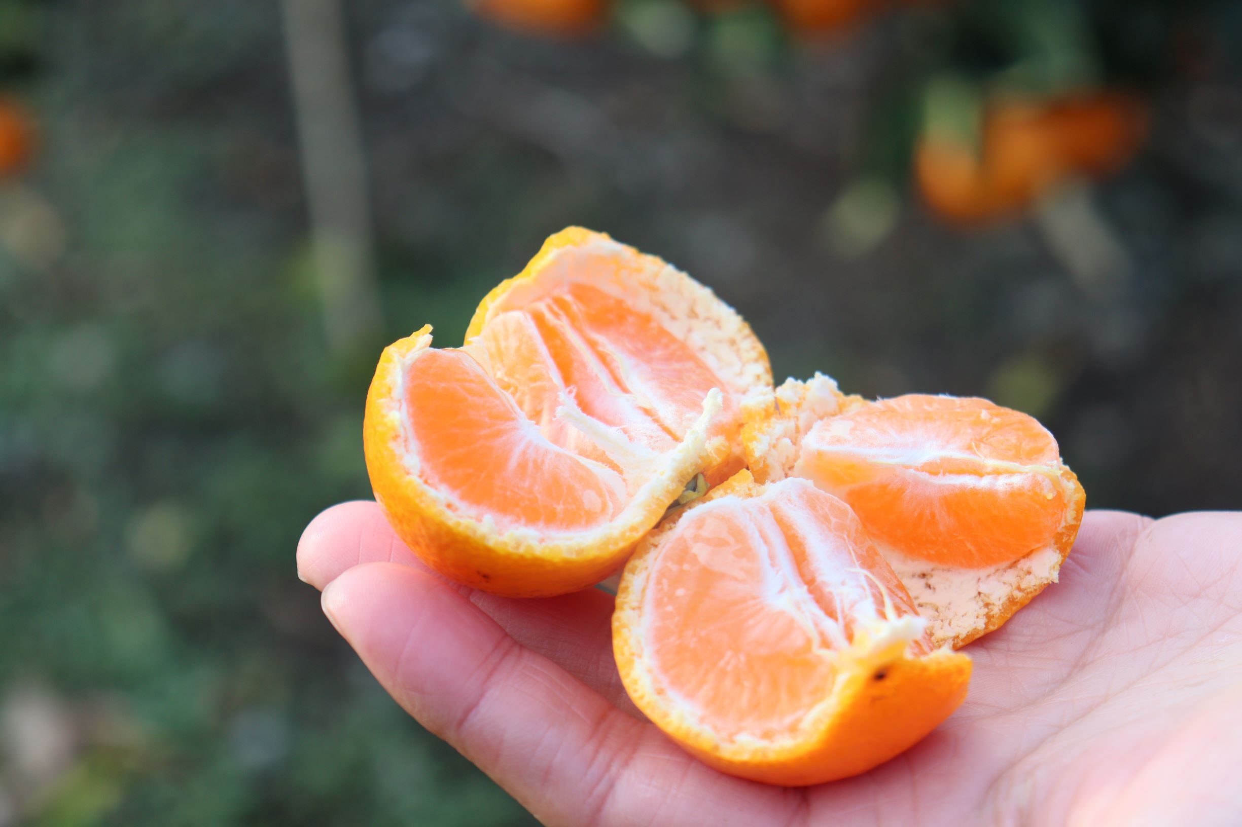 開けてびっくり!大小色んな大きさのみかんの玉手箱!家庭用 箱込み約10キロ セール!家庭用開けてびっくり!大小色んな大きさのみかんの玉手箱!箱込み約10キロ