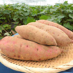 【採れたてたっぷり】紅はるか10kg　ねっとり甘いさつまいもがお好きな方に