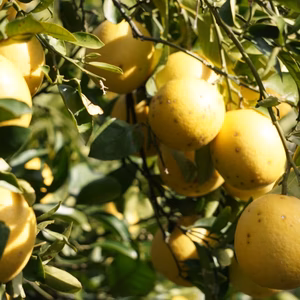 訳あり「弓削瓢柑」4ｋｇ　初出荷！！　キズ有！