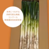 泥付きで長持ち　有機肥料使用の華ねぎ　