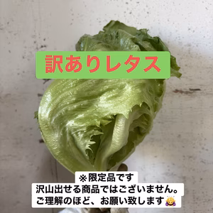 訳ありだけど、レタス！レタス！レタス！