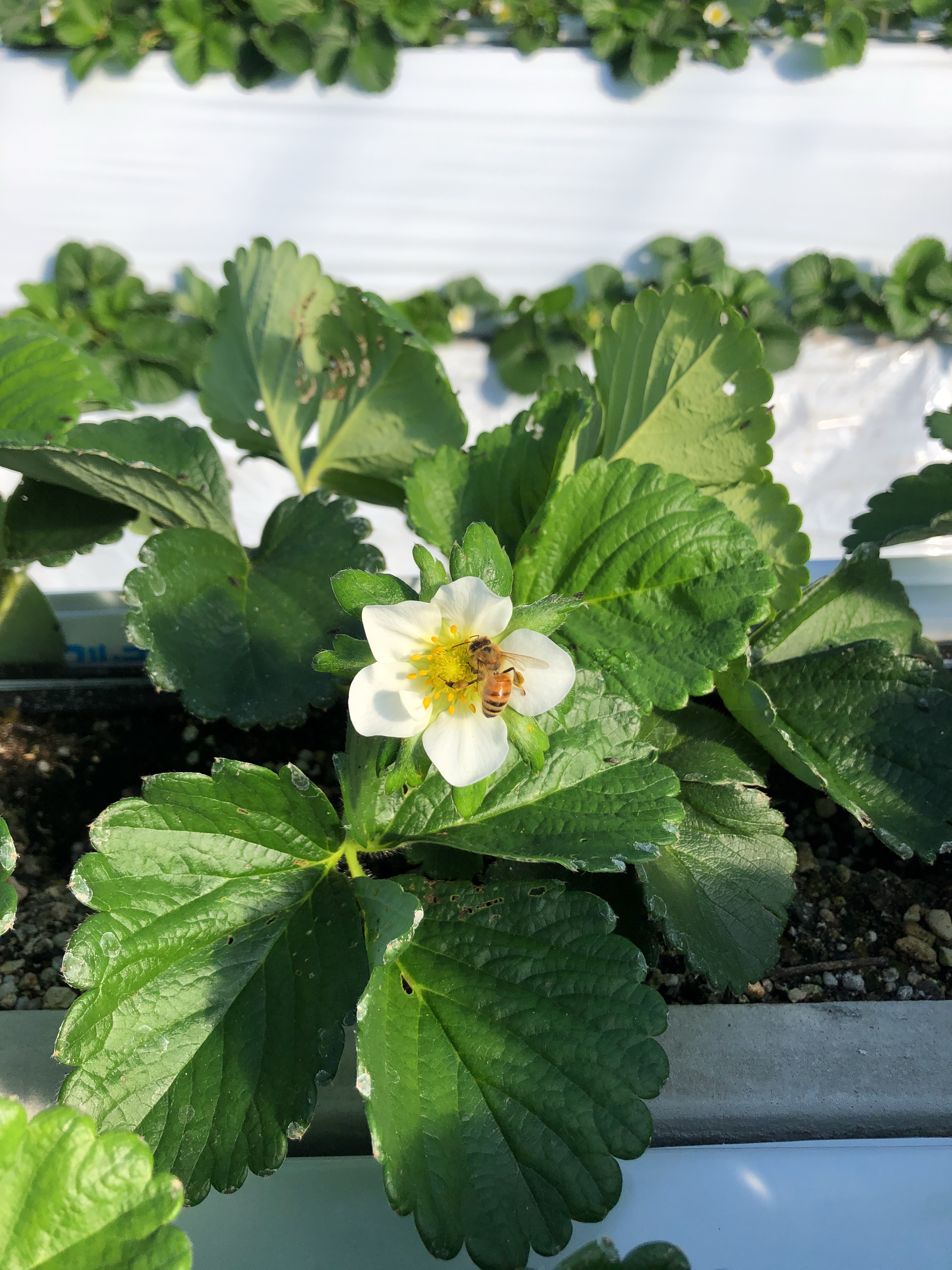 あまおう 不揃いないちごたち 農家漁師から産地直送の通販 ポケットマルシェ