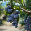 一番果だけの大玉樹上完熟冷凍ブルーベリー＜ハイブッシュ＞