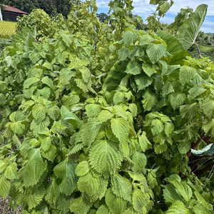 自然農法栽培農薬不使用　青紫蘇１００枚以上とサービス夏野菜セットでのお届けです