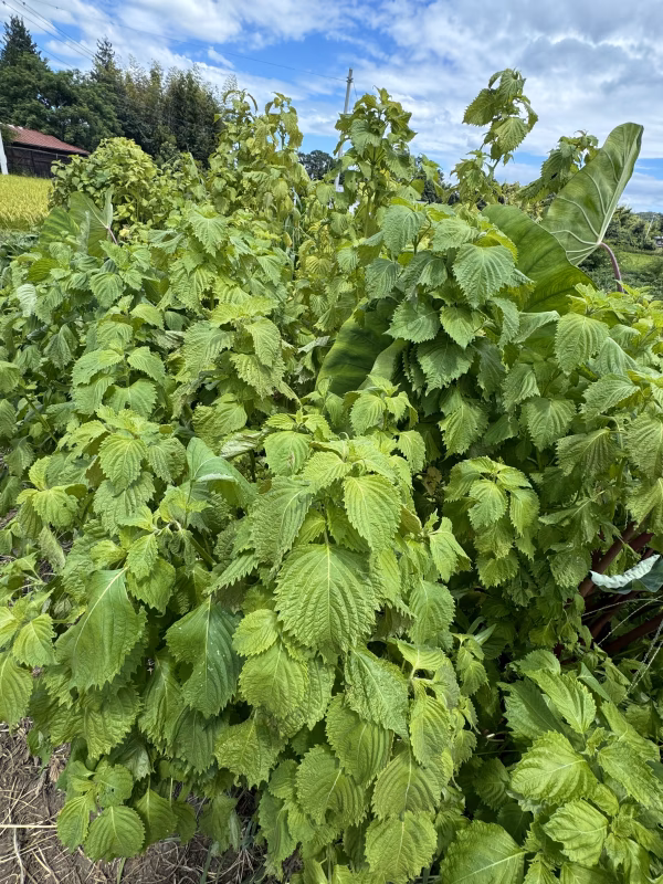 自然農法栽培農薬不使用　青紫蘇１００枚以上とサービス夏野菜セットでのお届けです