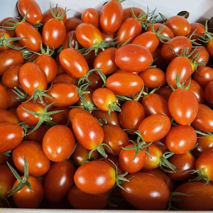 ②【訳あり特価‼️送料込み】熊本県産アイコ ※今期最終販売。8日発送！