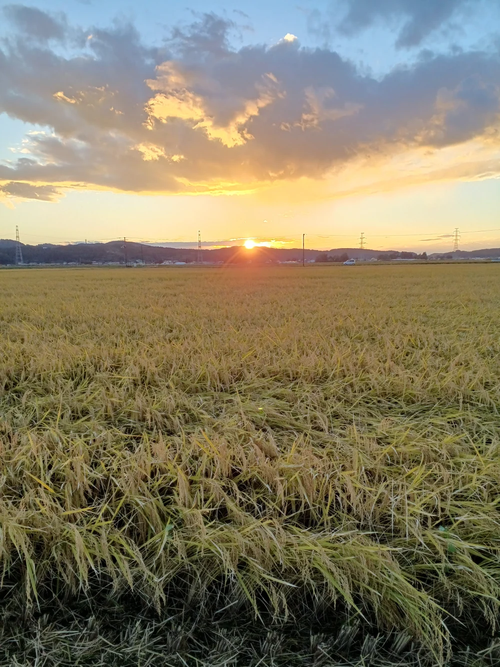 自然栽培ササニシキ玄米5㎏  肥料を全く使わずに、田んぼの地力だけで栽培  