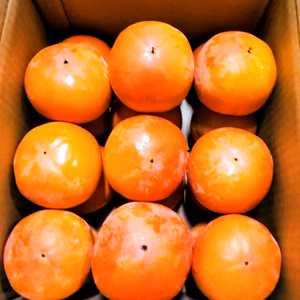 【送料割引】富有柿　(家庭用) 　5kg (20個程度)