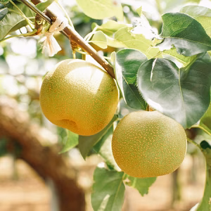 幸水 千葉県船橋市のあま〜い"完熟梨"！ 【ポケマルの夏ギフト】