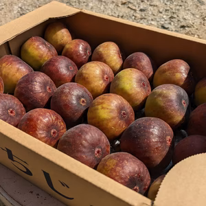 【今だけ300円引き】じぃじのいちじく（とよみつひめ 約1.2kg）