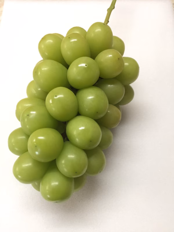 シャインマスカット               福岡県朝倉市育ち