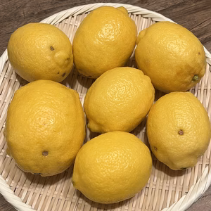 新鮮レモン！受注後に収穫！ 4.5kg 22個前後【栽培期間中農薬不使用】