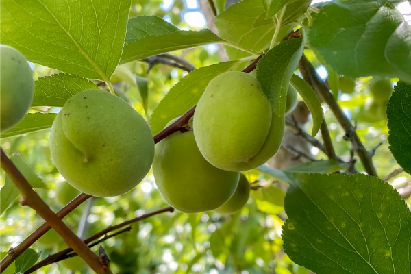 【残りわずか】宮城県産 青梅1kg 農薬不使用 自然栽培 西根の森 