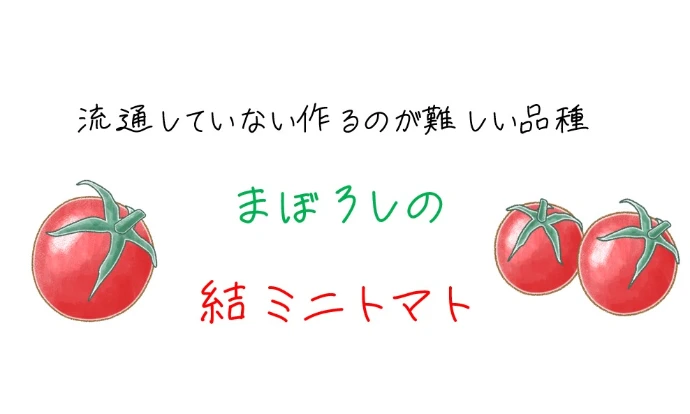 【7周年福袋】‼️特価‼️有機肥料で作った幻のミニトマト