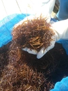 2020㊗️新物　「天然ふのり」　（乾燥）　フノリ　布海苔