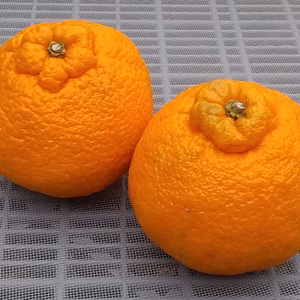 【美味今が旬】柑橘3種食べ比べセット(5Kg)和歌山産