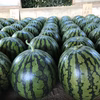 もぎたて！千葉富里産スイカ L Lサイズ