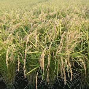 令和6年度 宮城県産ひとめぼれ【環境保全米】白米5.0kg