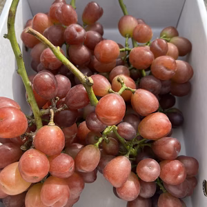 訳あり　ぱらんこマイハート　4房〜5房