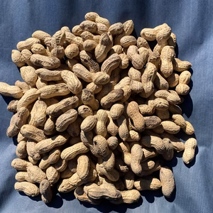 希少な【自然栽培】の乾燥生(なま)落花生（500g/1kg）＜今が旬＞