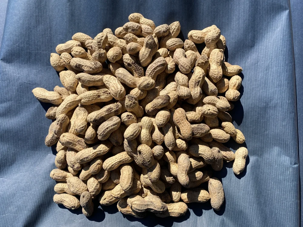 希少な【自然栽培】の乾燥生(なま)落花生（500g/1kg）＜今が旬＞