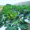 菜園家族の旅する医農野菜♪【ズッキーニ】