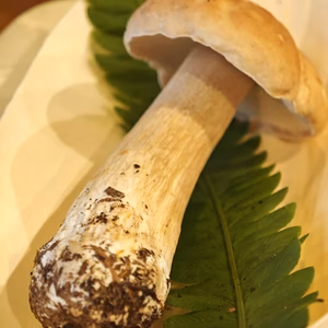 高級■ニセコ産■天然■秋生ポルチーニ茸